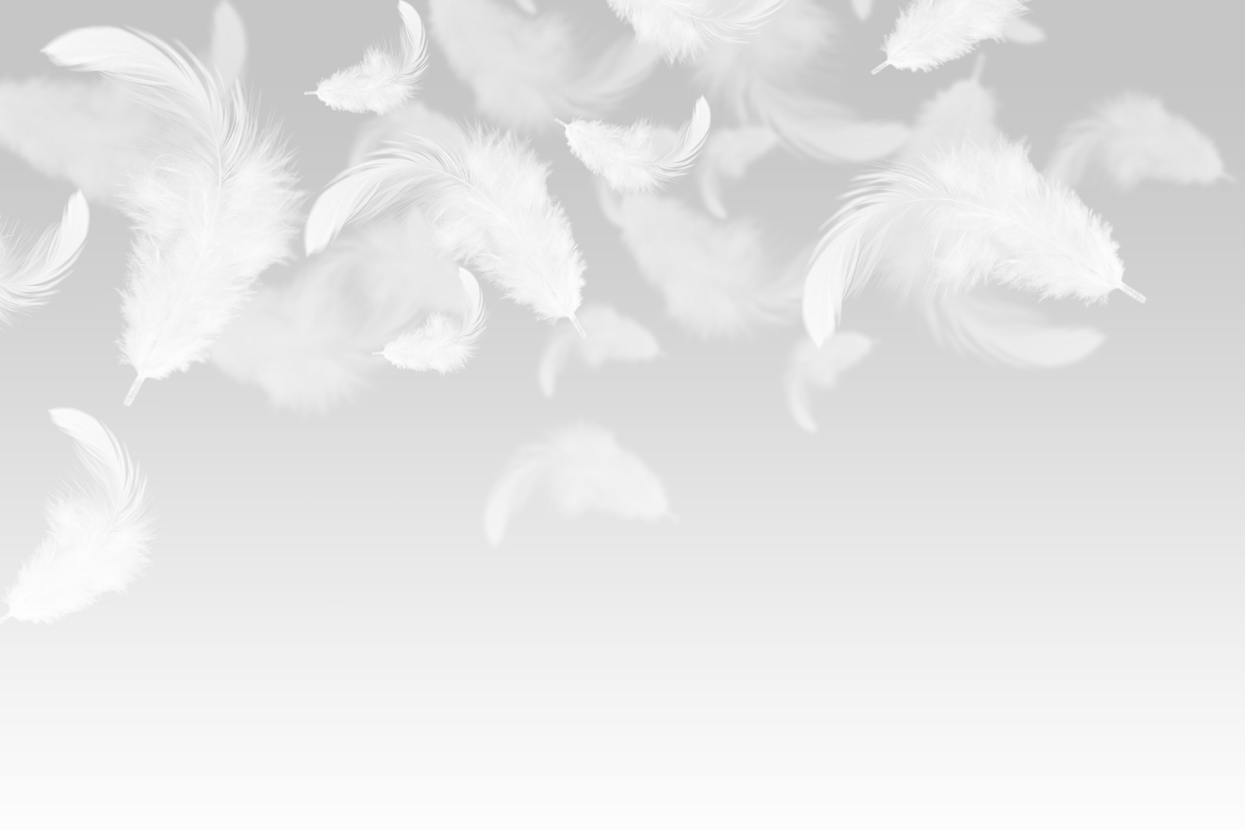 Abstract,,Soft,White,Feathers,Falling,In,The,Air.